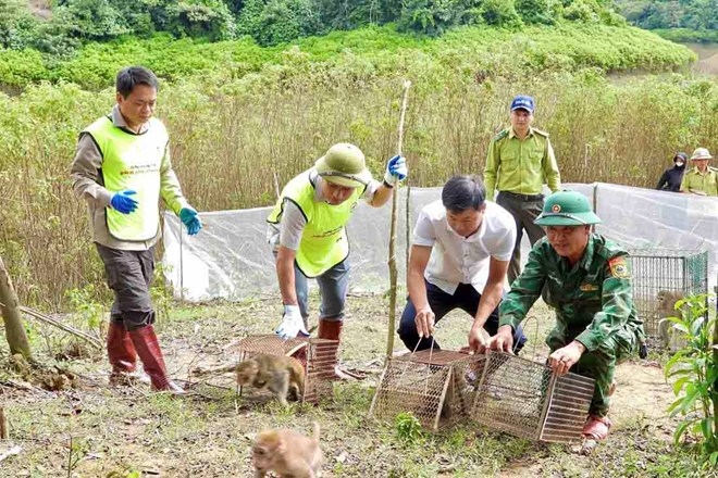 National park releases 36 rare wild animals back to the wild